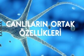 Canlıların ortak özellikleri nelerdir?