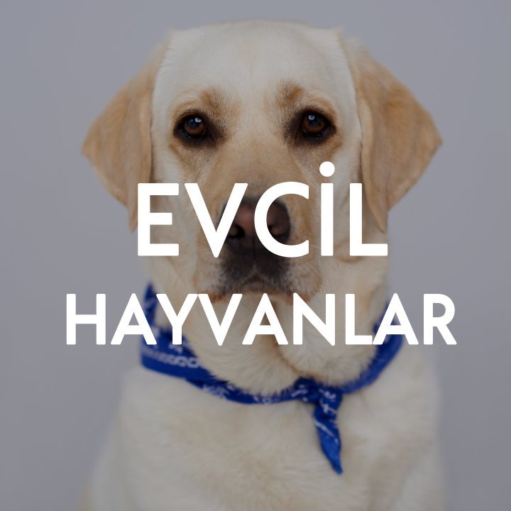 Hayvanlar