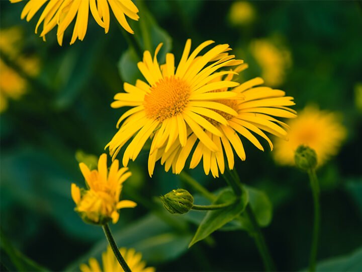 Arnica montana çiçeği nedir?