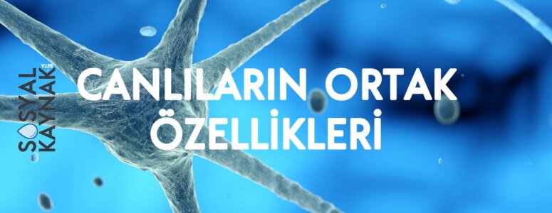 Canlıların ortak özellikleri nelerdir? (9. Sınıf Biyoloji)