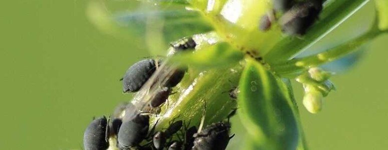 Yaprak Biti nedir? Zararları nelerdir ve ilaçlama yöntemleri